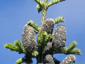 pacific silver fir cones graphic